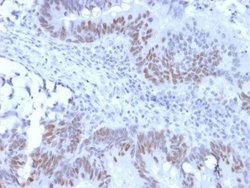 RB1 Antibody (RB1/2313R) - Azide and BSA Free, Novus Biologicals 100 &mu;g;